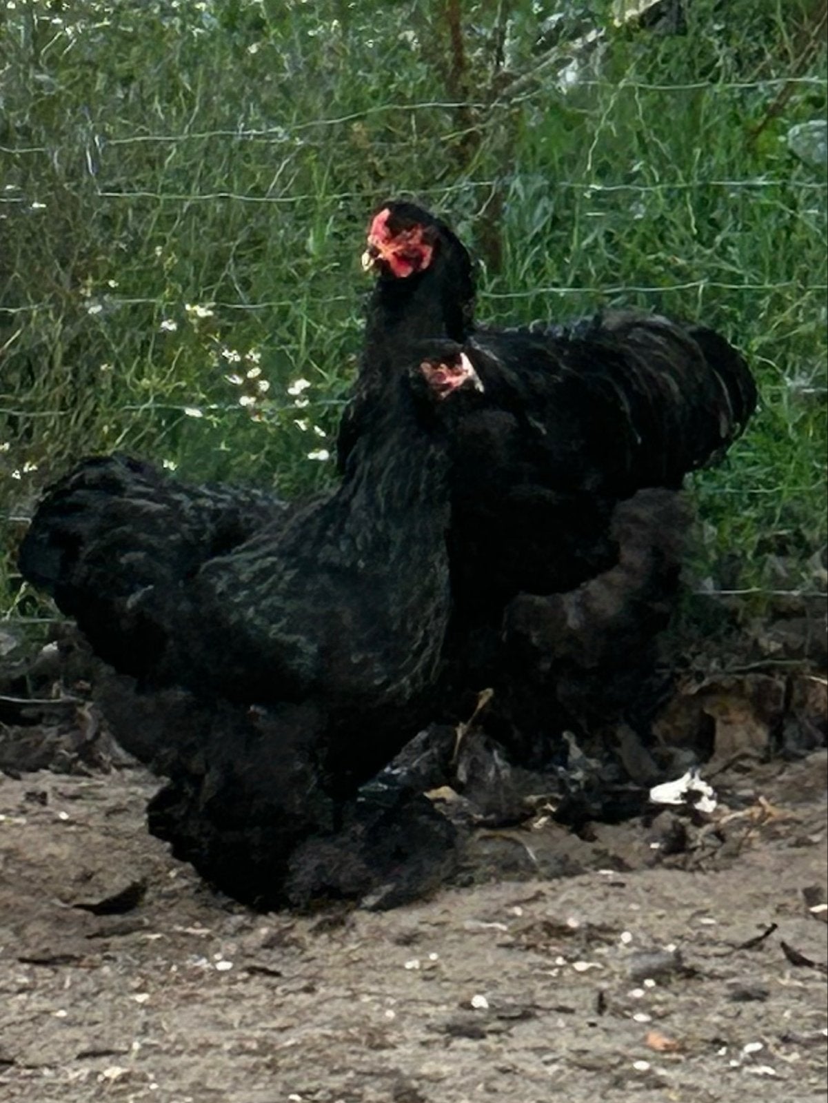 jonge zwarte Brahma’s groot, Dieren en Toebehoren, Meerdere dieren, Kip