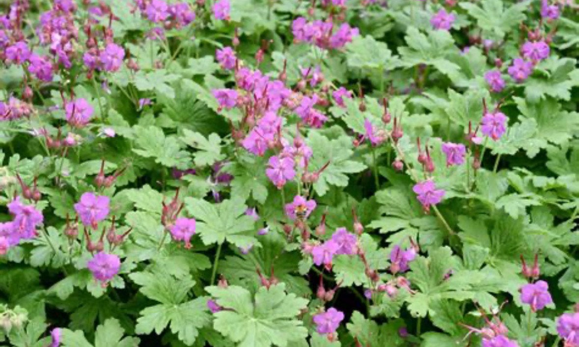 Bodembedekkende geranium 10/€5, Ophalen, Bodembedekkers, Volle zon, Vaste plant