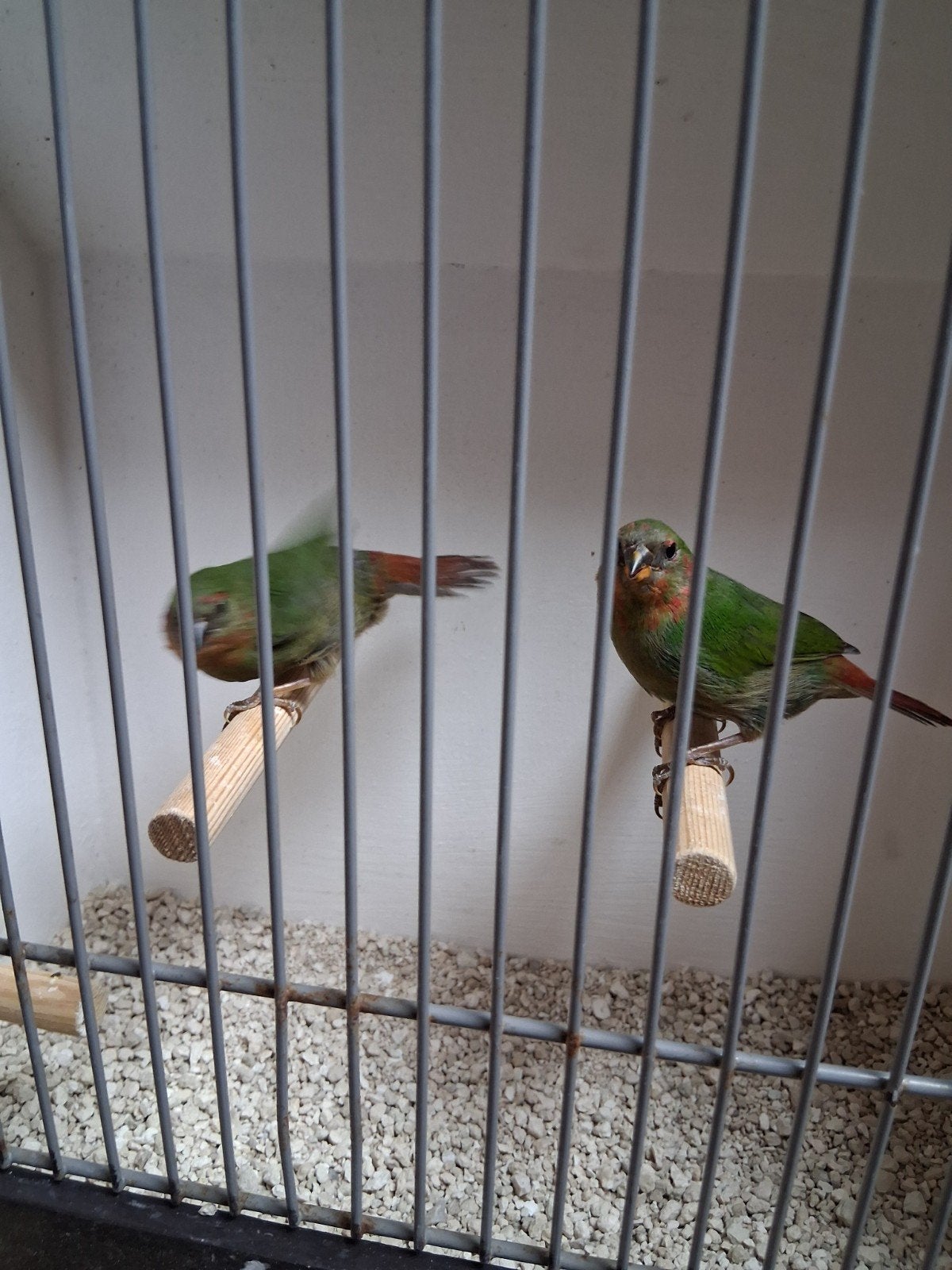 Roodkop papagaai amadines, Dieren en Toebehoren, Vogels | Overige Vogels, Meerdere dieren
