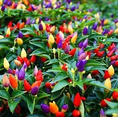 5 kleuren Peper - Eetbaar & decoratief, Tuin en Terras, Ophalen of Verzenden, Eenjarig, Overige soorten, Volle zon