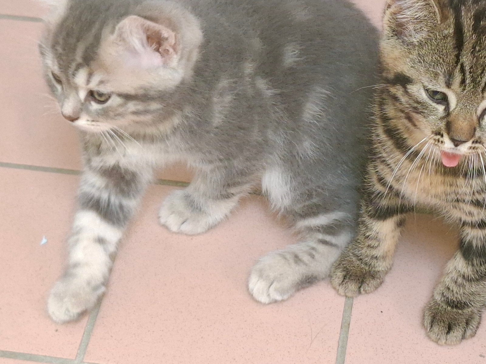 GRATIS, prachtige kittens,  worden 2x ontwormt., Dieren en Toebehoren, Katten en Kittens | Overige Katten, Kater