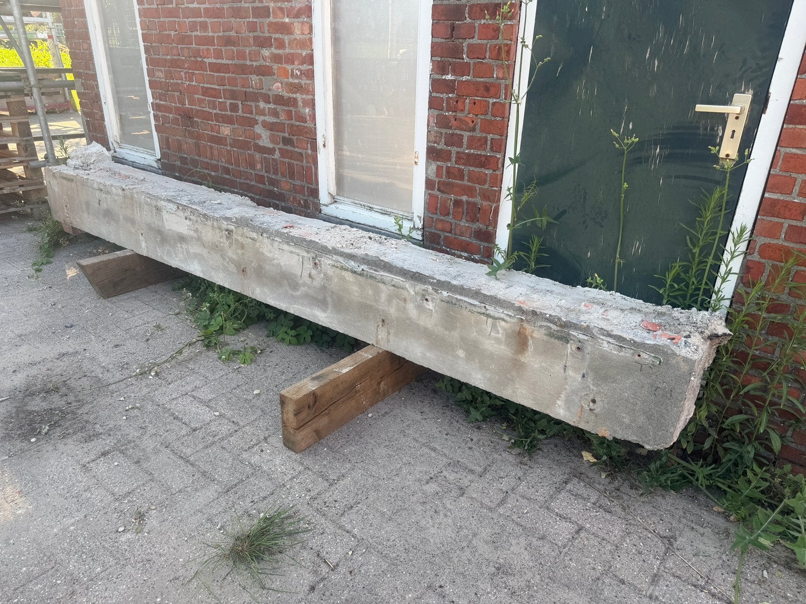 Beton latei, Dieren en Toebehoren