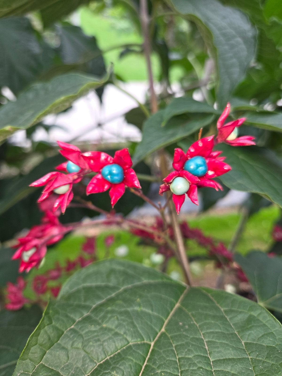 Clerodendrum trichotomum (Kansenboom), Ophalen