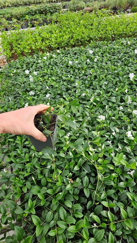 Vinca minor wit - Alba - Maagdenpalm - vaste plant, Ophalen of Verzenden, Vaste plant, Bodembedekkers, Volle zon