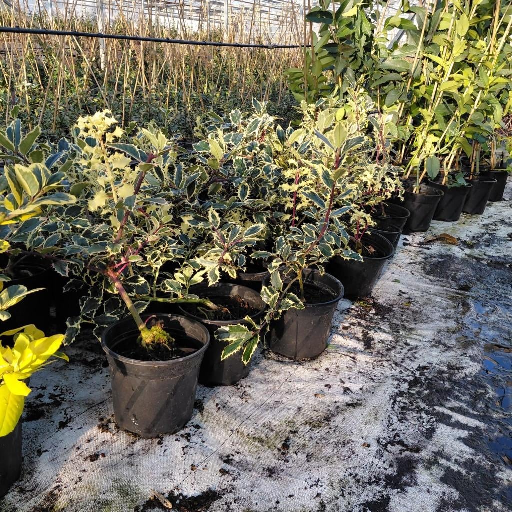 Restpartij bonte hulst mag weg voor scherpe prijs, Tuin en Terras, Planten | Struiken en Hagen, Ophalen, Hulst, Haag, Minder dan 100 cm