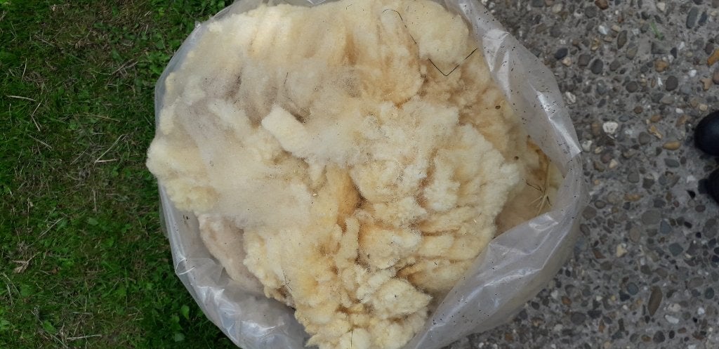 Gratis schapenwol, Hobby en Vrije tijd, Spinnewielen en Spinnen, Ophalen, Spinwol