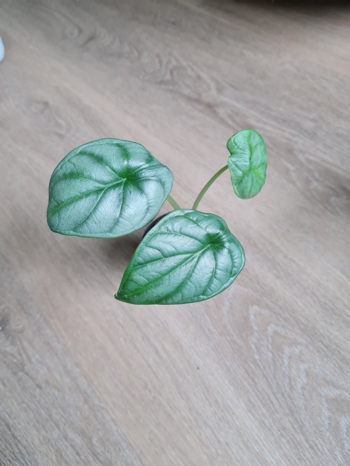 Alocasia silver dragon, kamerplant Olifantsoor, Huis en Inrichting, Kamerplanten, Ophalen of Verzenden, Halfschaduw, Minder dan 100 cm