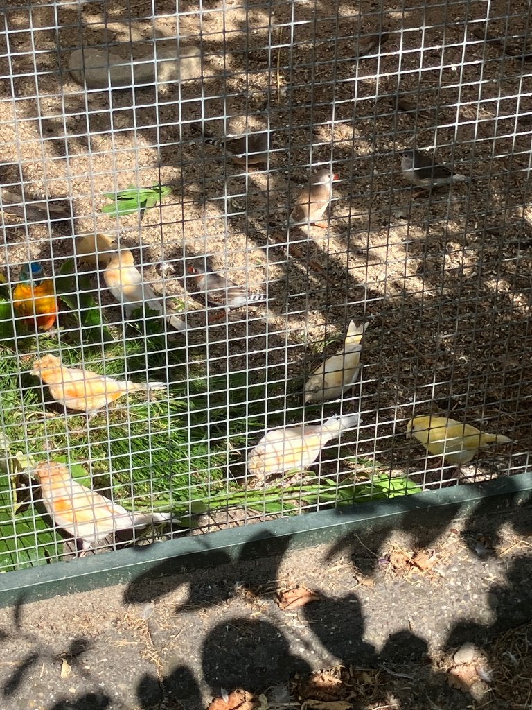 Kanaries en parkieten te koop, Meerdere dieren, Kleurkanarie