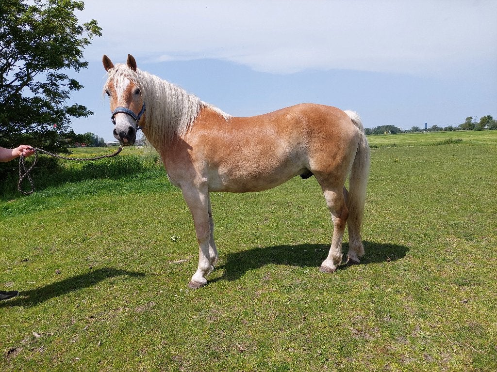 5 Jarige Haflinger, Minder dan 160 cm, Met stamboom, Ruin, Zadelmak