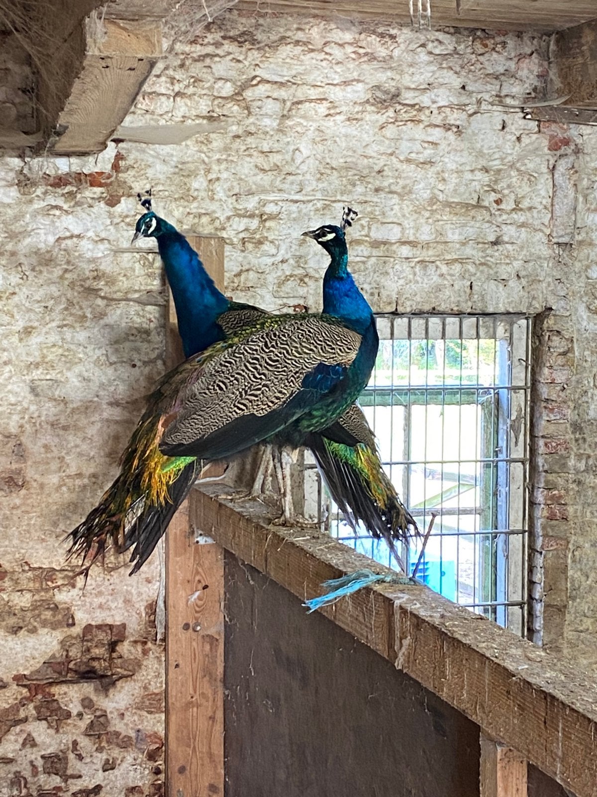 Pauwen, Mannelijk, Overige soorten