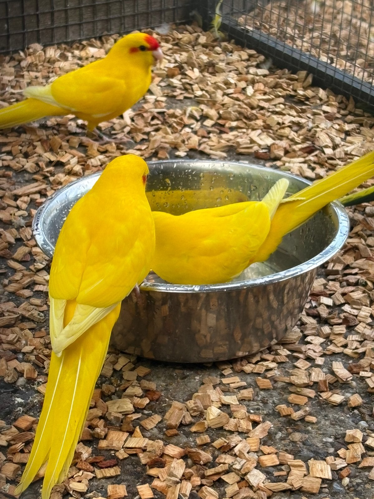 Kakariki geringd ontwormd vanaf 7 weken, Dieren en Toebehoren, Meerdere dieren, Parkiet, Geringd