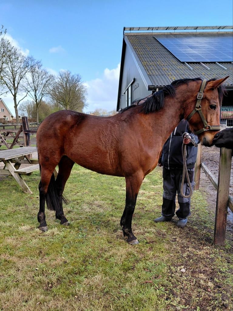 D pony  merrie 6 jaar, Merrie, Ontwormd, 3 tot 6 jaar