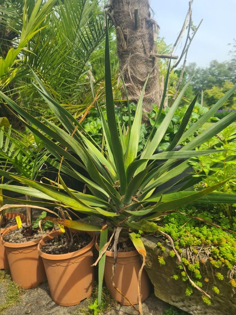 Drakenbloedboom ( Dracaena Draco ) - 10 stuks te koop, Volle zon, Vaste plant, Zomer, Ophalen