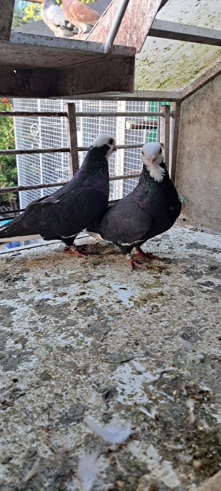 turkse bango duiven, Meerdere dieren, Overige soorten