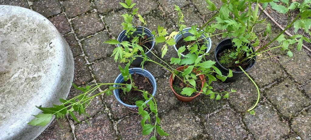 Maggiplant/Lavas 2,50 euro per stuk., Vaste plant, Halfschaduw, Zomer, Ophalen