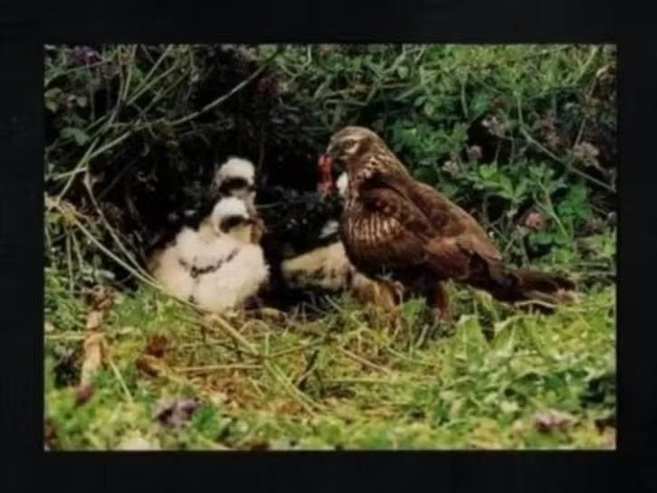 Oudeschans Grauwe Kiekendief Roofvogel Nest met Jongen., Verzamelen, Ansichtkaarten | Dieren, Ophalen of Verzenden, 1980 tot heden
