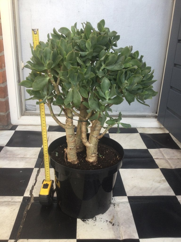 Grote Crassula, Ophalen, Halfschaduw, Minder dan 100 cm