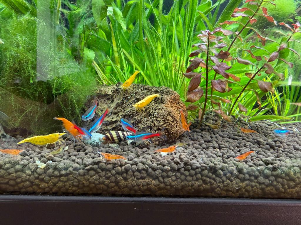 Verschillende kleuren garnalen, Dieren en Toebehoren, Vissen | Aquariumvissen, Kreeft, Krab of Garnaal