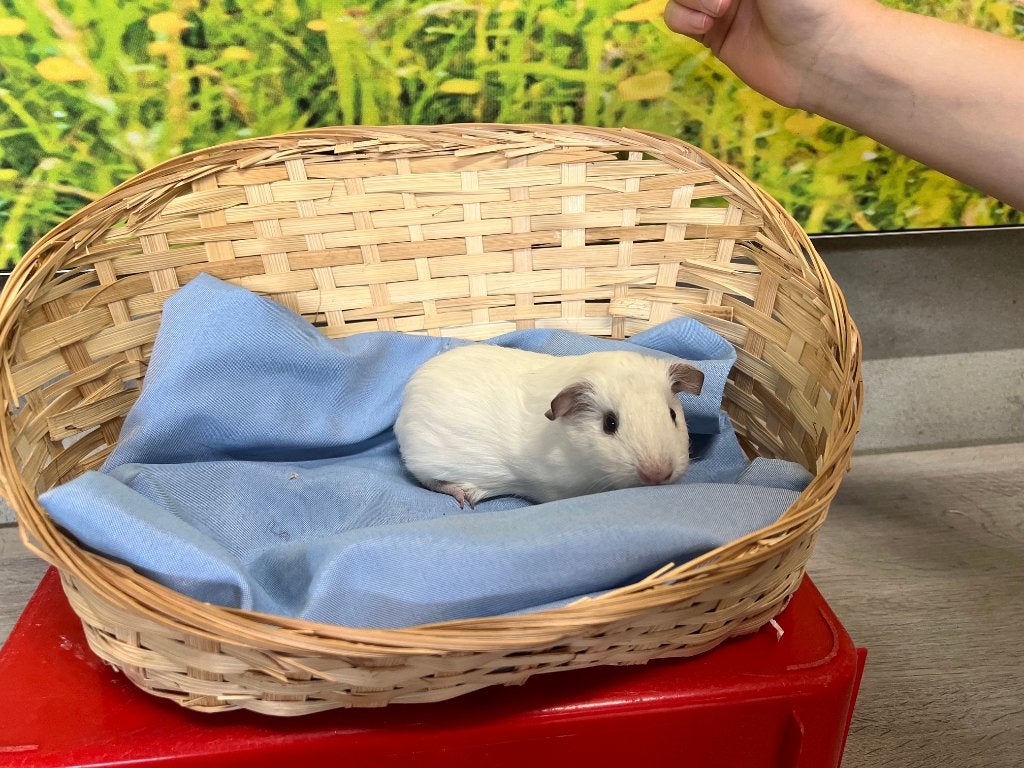 Diverse jonge cavia's, Dieren en Toebehoren, Juni, Meerdere dieren, Cavia