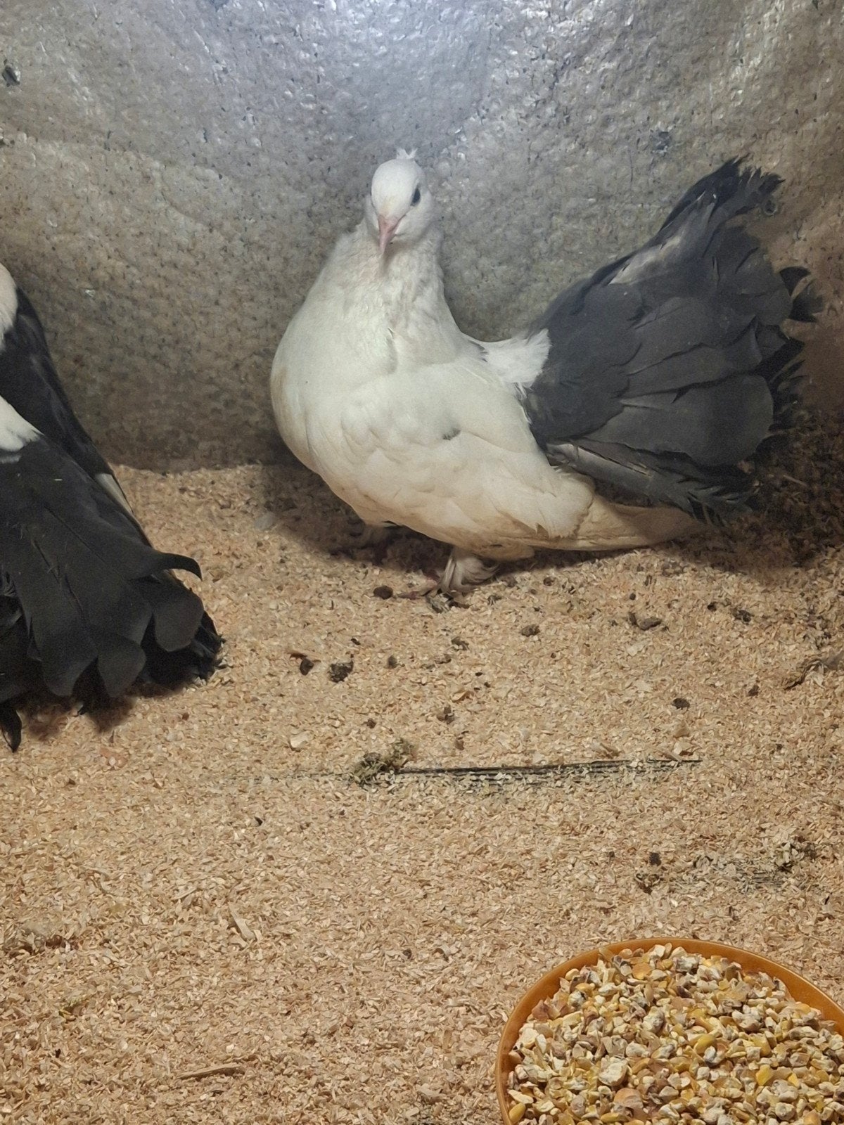 Te koop: prachtig koppel Indiase pauwstaart duifjes, Dieren en Toebehoren