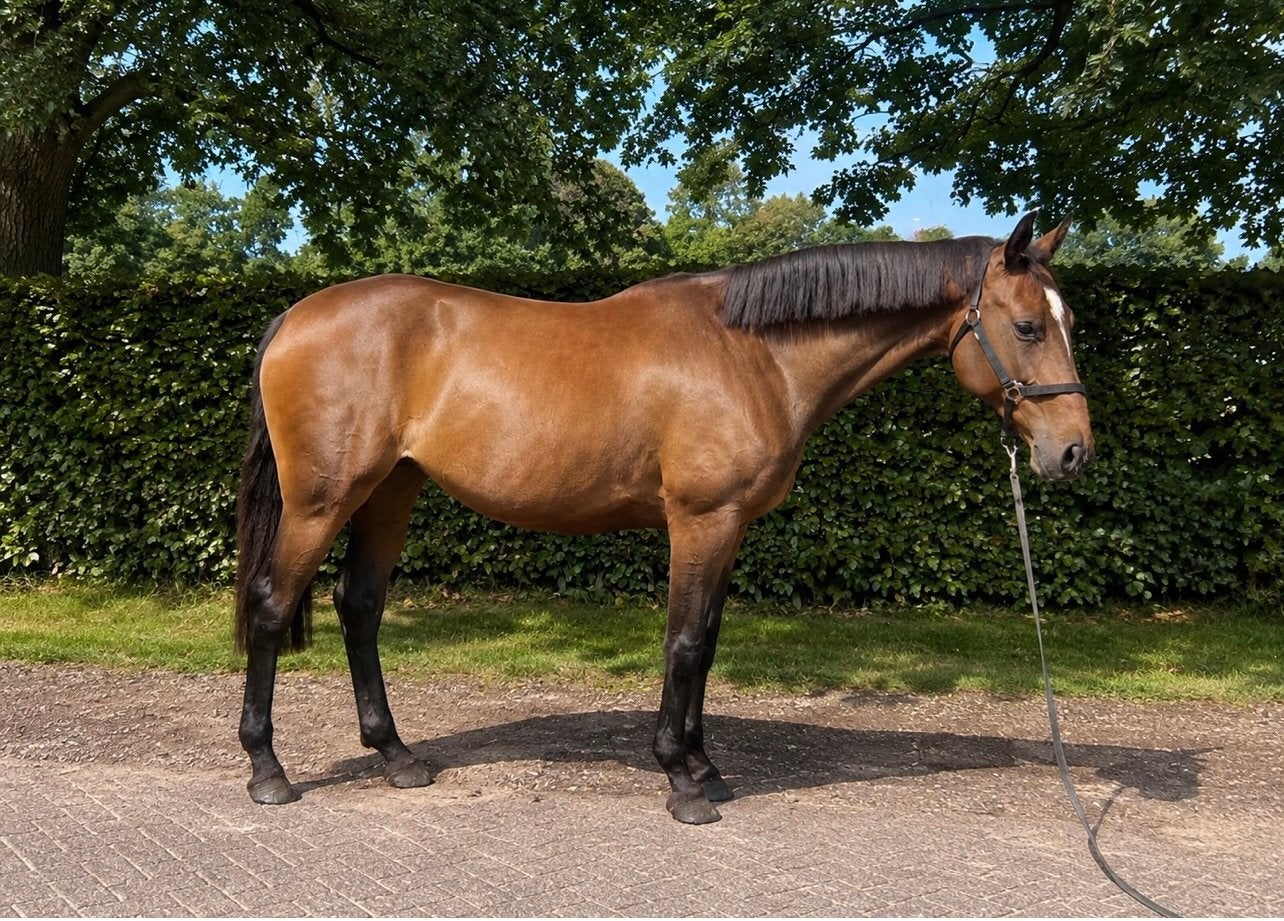 Talentvolle 5-jarige merrie, Dieren en Toebehoren, Merrie, Springpaard, Met stamboom, 3 tot 6 jaar