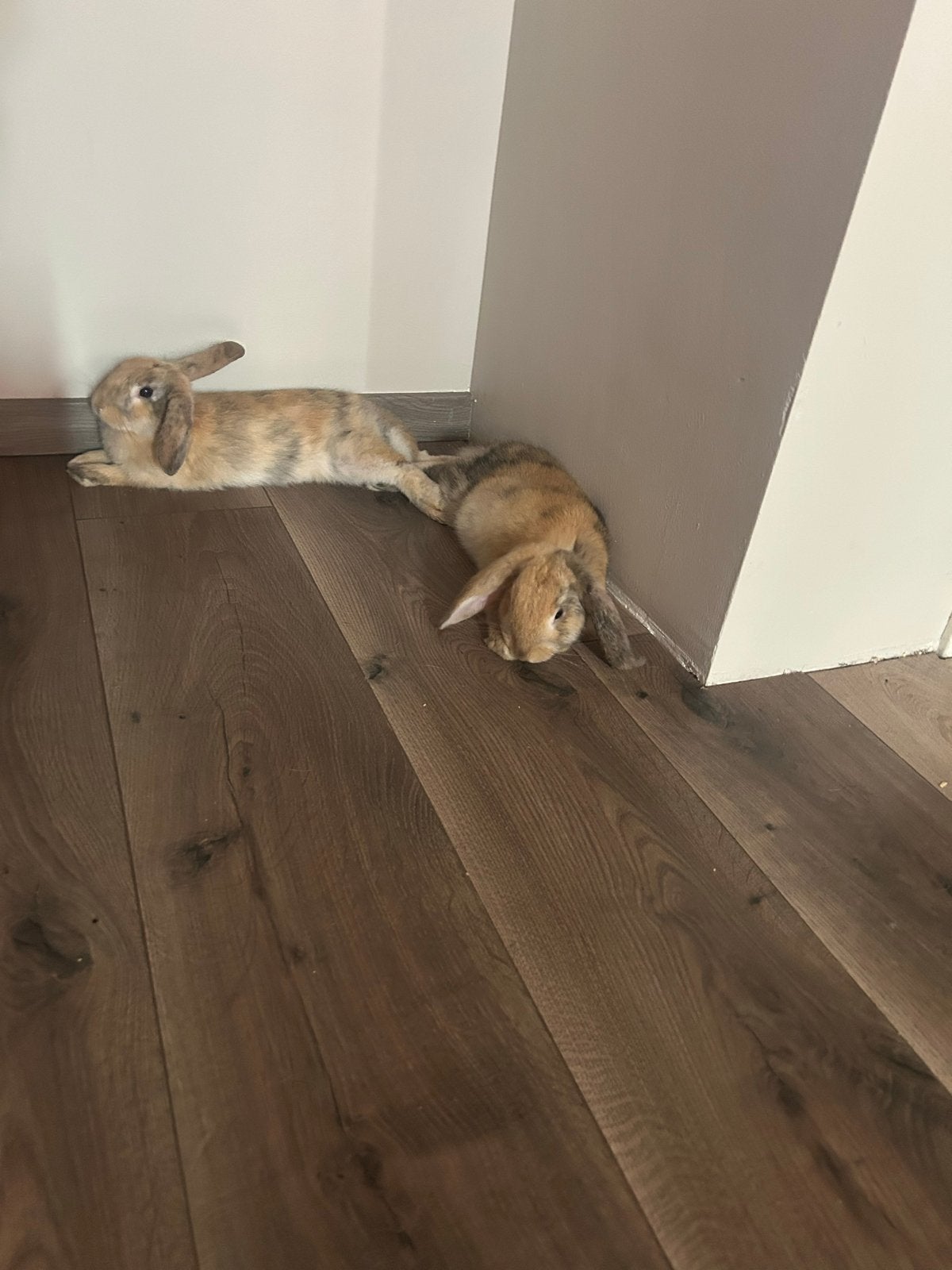 Jonge rammen zoeken een passend thuis, Dieren en Toebehoren, Konijnen, Meerdere dieren, Groot, Hangoor