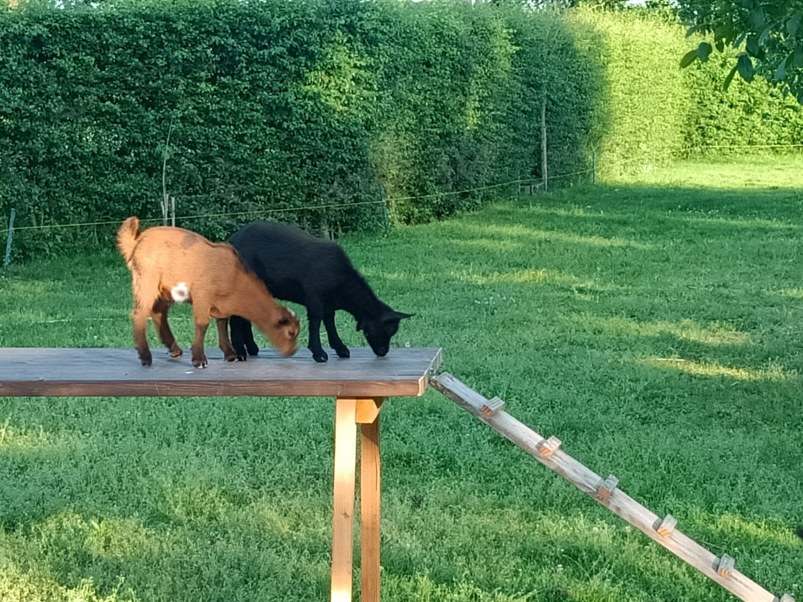 Dwerg geit bokjes, Dieren en Toebehoren, Meerdere dieren, Geit