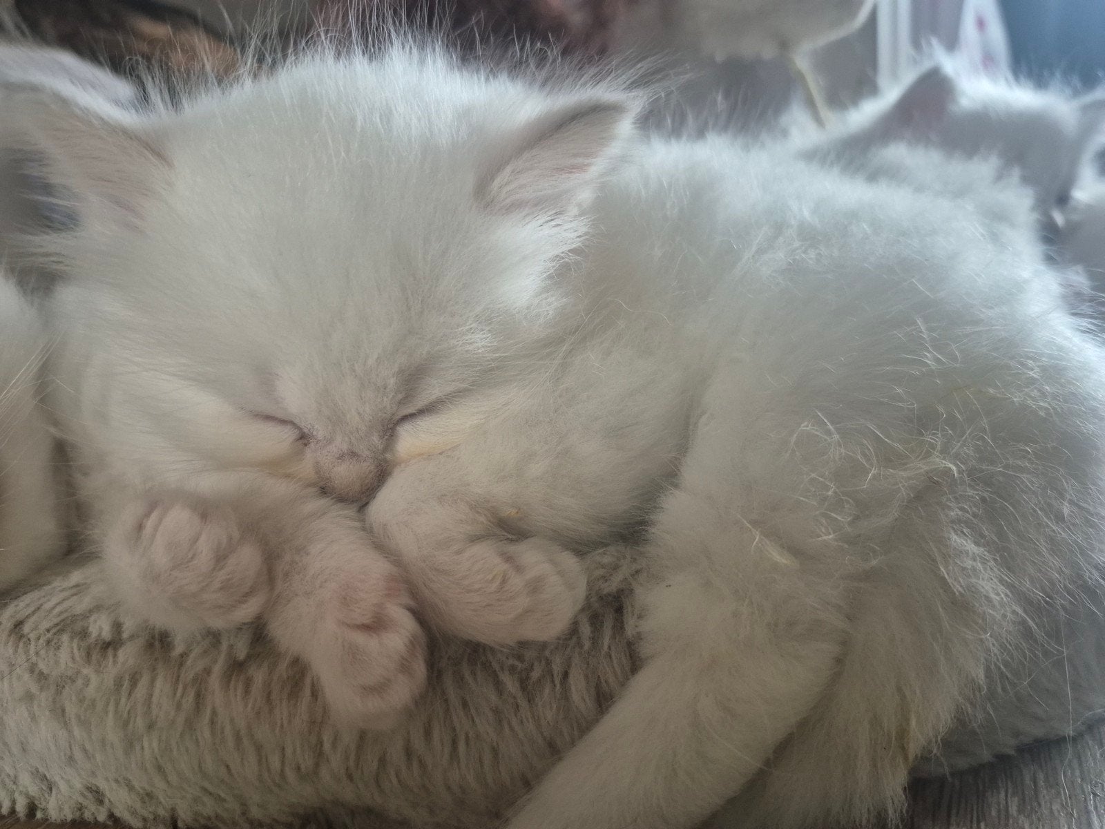 🐾 Lieve Ragdoll kittens zoeken een gouden mandje 🐾, Dieren en Toebehoren, Meerdere dieren, 0 tot 2 jaar