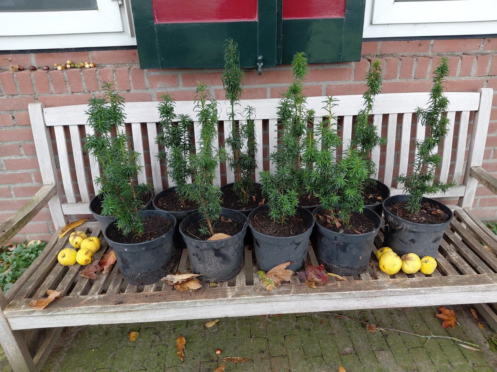 Taxus bacata, Ophalen, Taxus, Minder dan 100 cm
