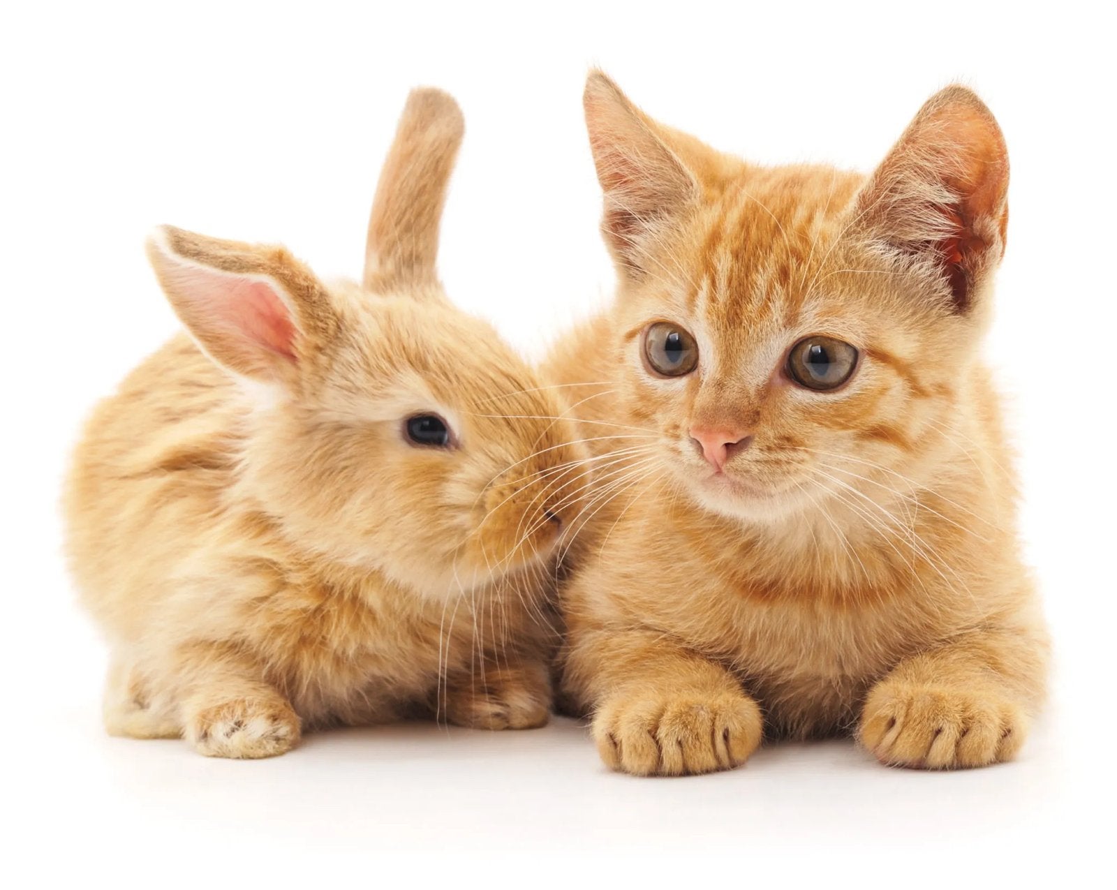 Huisdierenoppas voor je kat of konijn in Leusden, Ophalen