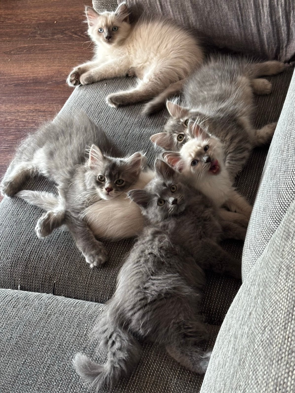 Siberische boskat kittens zoeken een nieuw thuis, Meerdere dieren, Ingeënt