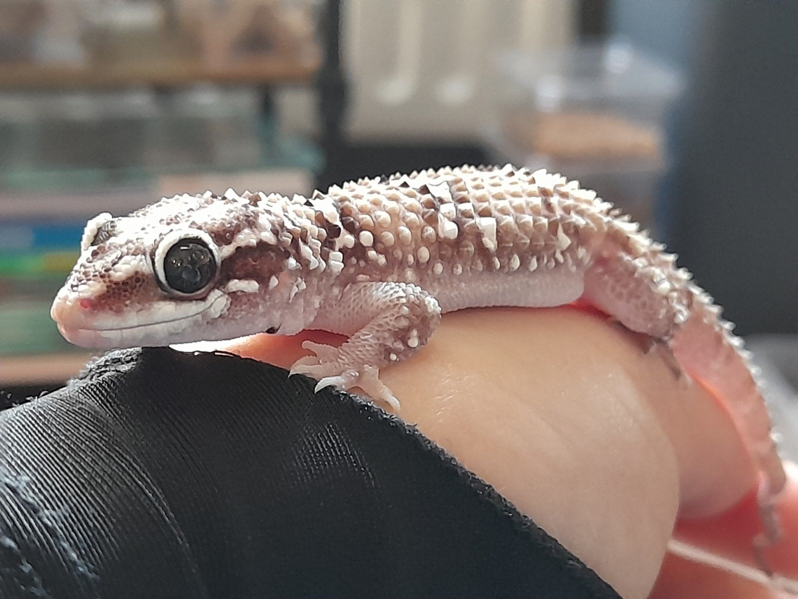 Leuke Hemidactylus gekko Leopard Gecko - male for sale from Iris