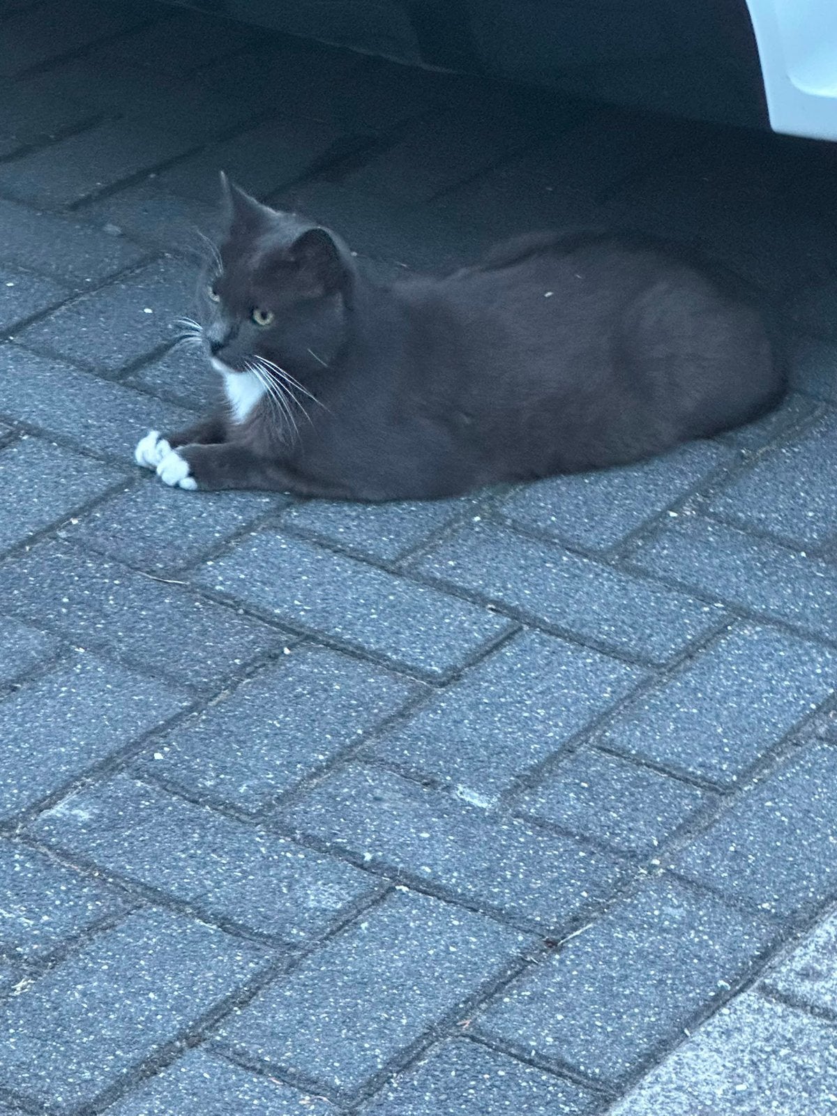 Mooie cat. Gratis, Dieren en Toebehoren