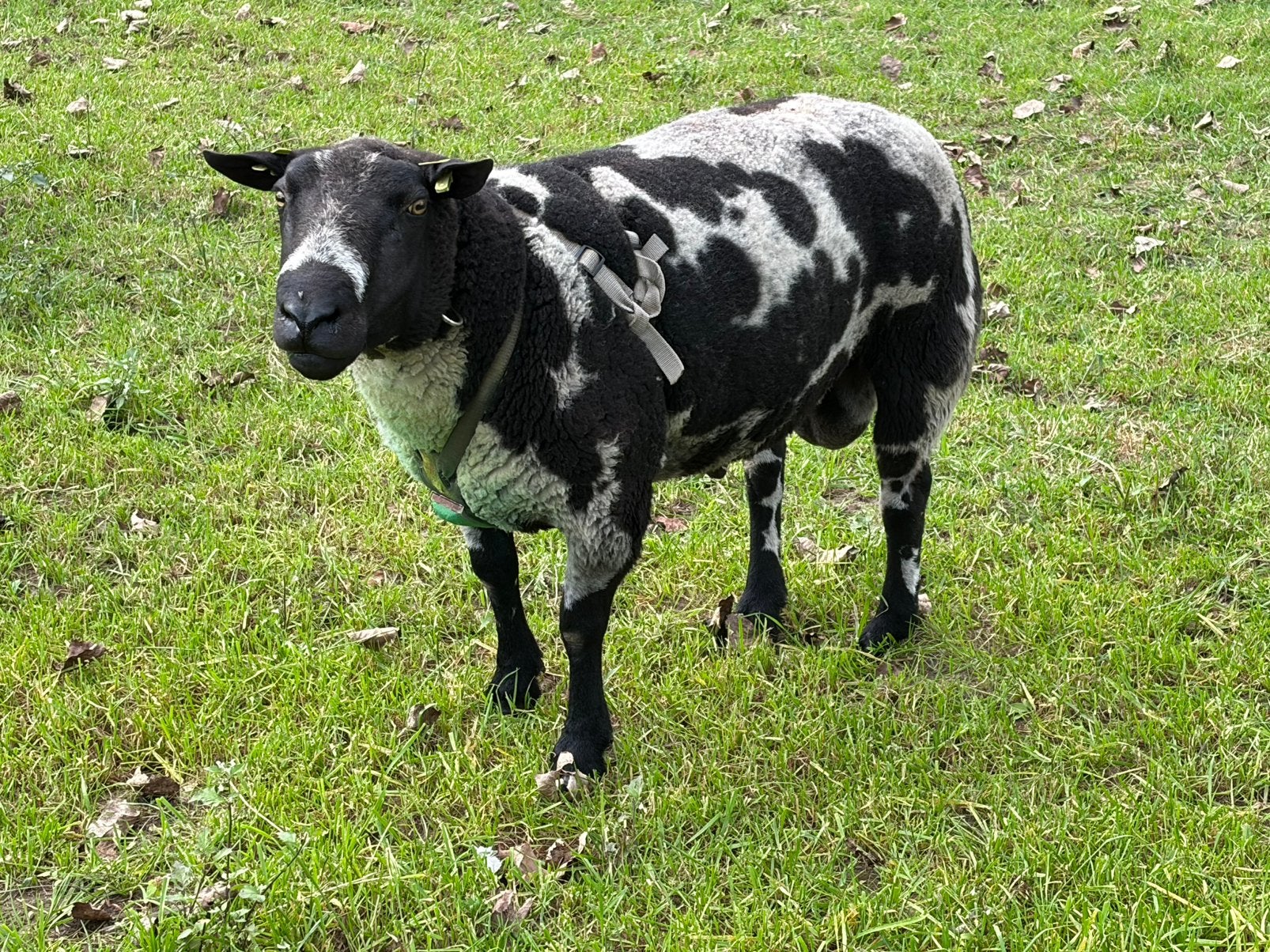Bonte dekram, Mannelijk, Schaap, 3 tot 5 jaar