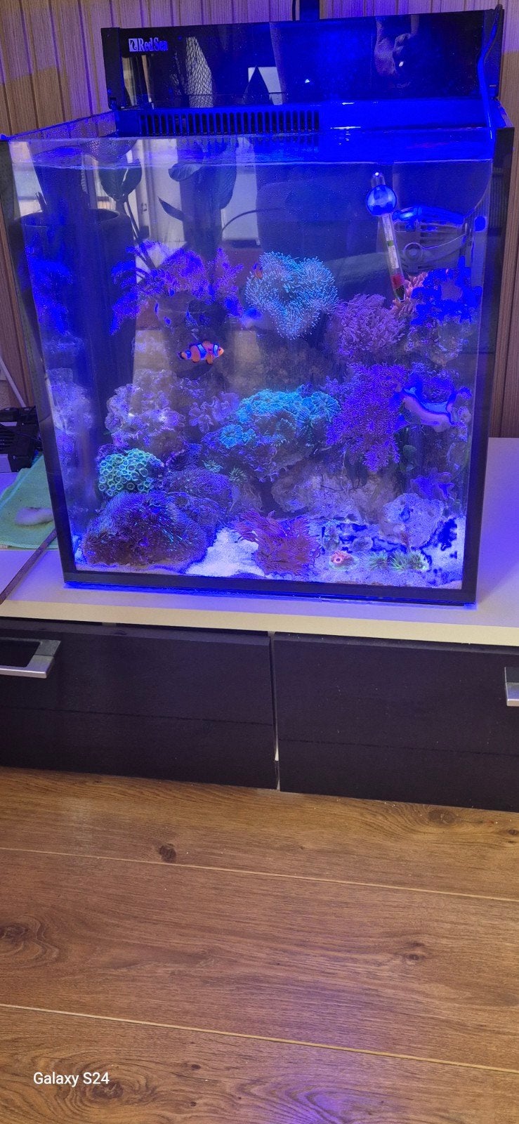 Red sea Zeeaquarium 71 liter, Ophalen, Gevuld zeewateraquarium