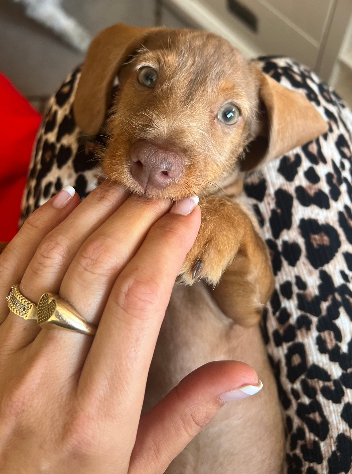 🐾💙 laatste dwergteckel dwerg teckel pup mag verhuizen 💙🐾, Parvo, 8 tot 15 weken, Korthaar, Dwerg