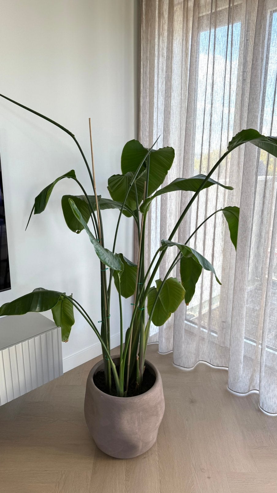 Strelitzia plant 150 cm – inclusief luxe taupe sierpot, Ophalen