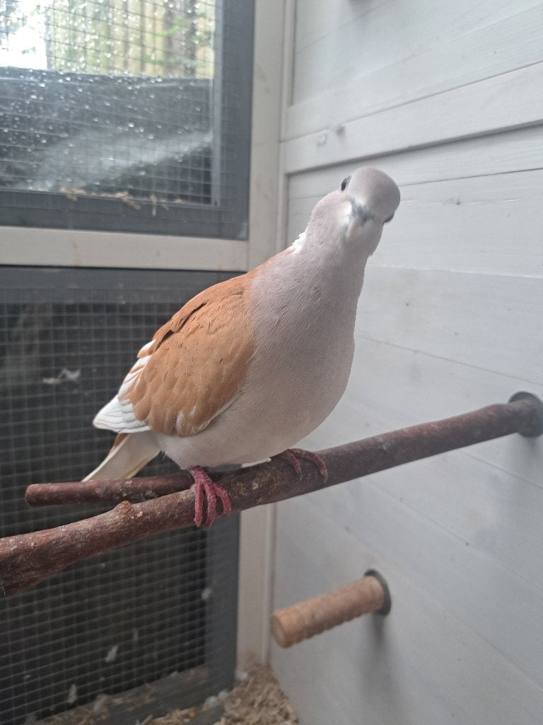 Lieve bonte duif (man), Dieren en Toebehoren, Mannelijk, Overige soorten