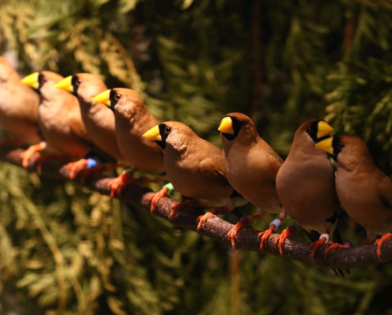 Koppel maskeramadines, Dieren en Toebehoren, Meerdere dieren
