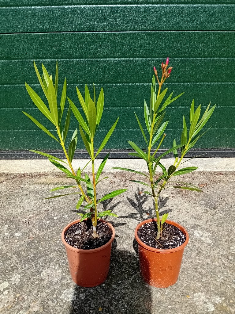 Winterharde oleander Villa Romaine, Tuin en Terras, Overige soorten, Volle zon, Vaste plant, Ophalen of Verzenden