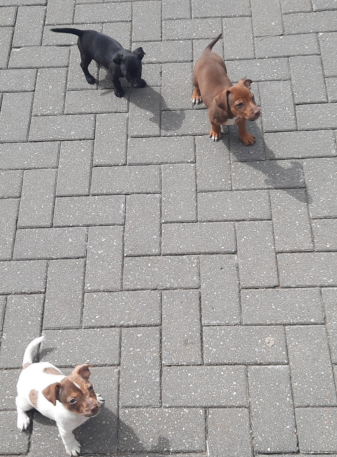 jack russel pups REUTJES, Dieren en Toebehoren, Honden | Jack Russells en Terriërs, Parvo, Jack Russell Terriër, 8 tot 15 weken