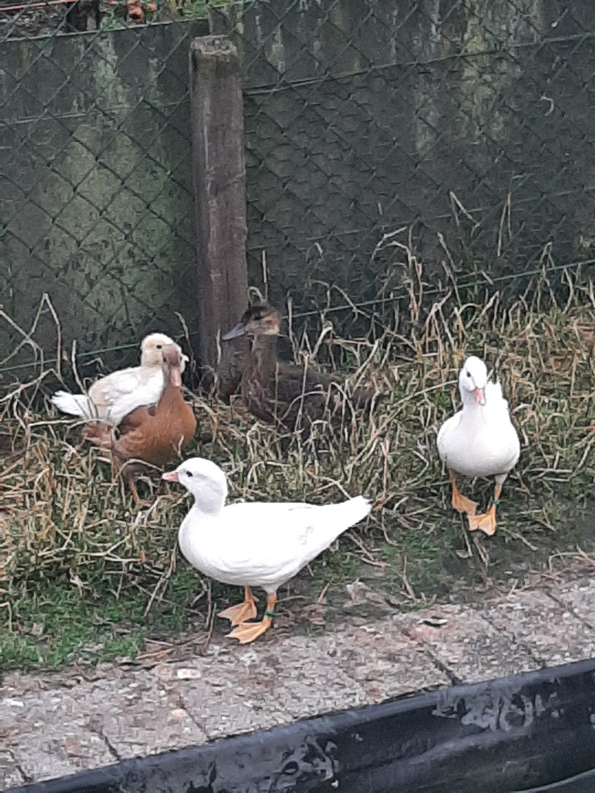 Eenden siereenden watervogels, Mannelijk, Eend