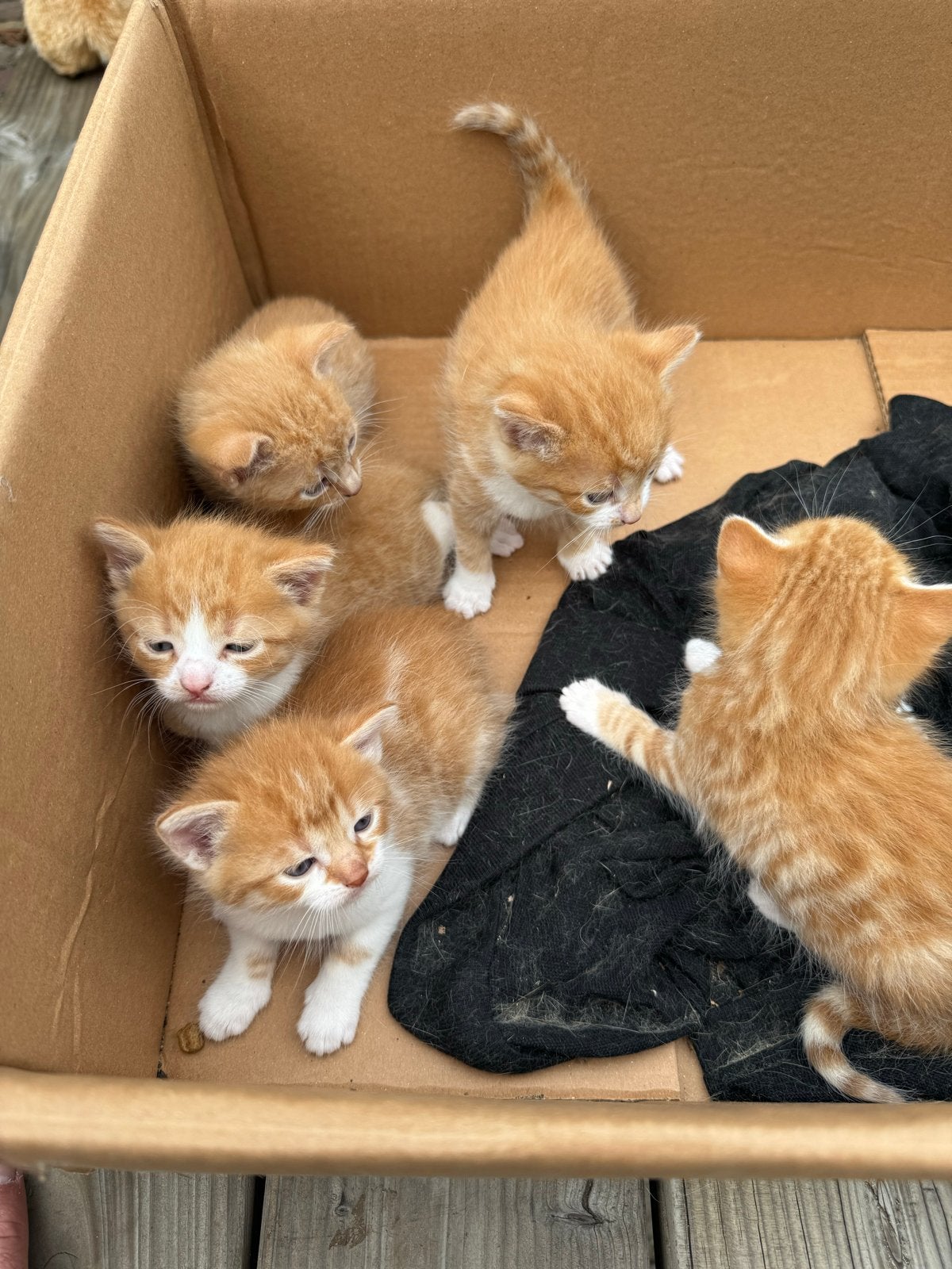 Te koop. 5 x rode kitten, Dieren en Toebehoren, Meerdere dieren