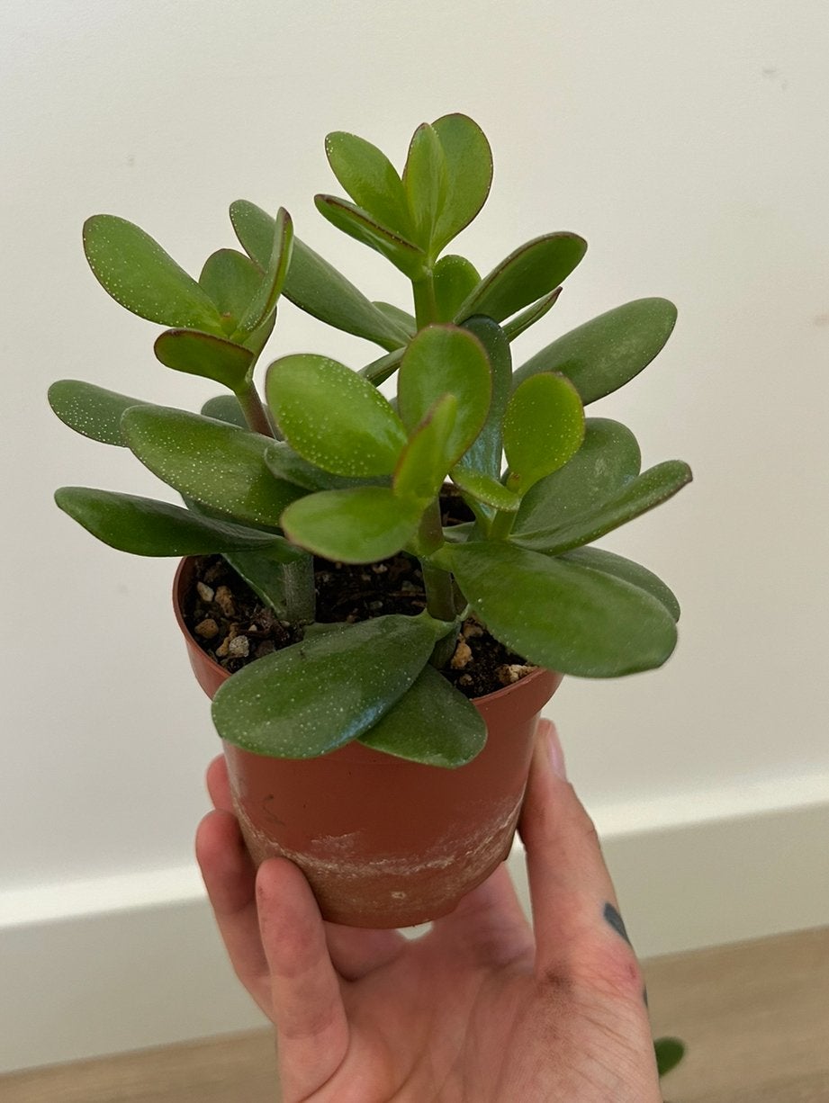 Crassula Ovata - Jade Plant Propagations 3€ each or free, Ophalen of Verzenden, Halfschaduw, Minder dan 100 cm