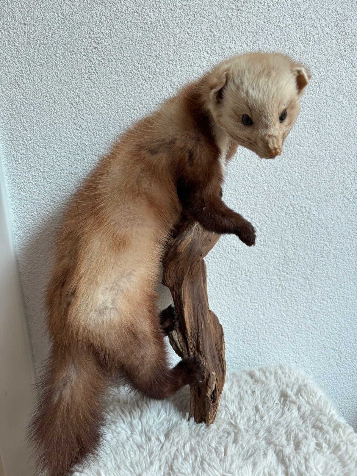 Opgezette marter op stam 54 cm, Verzamelen, Dierenverzamelingen, Ophalen of Verzenden, Zo goed als nieuw, Vogel, Opgezet dier