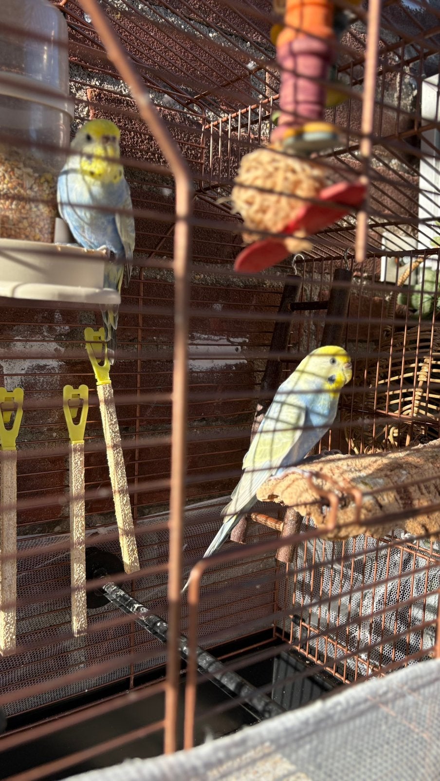 (two 8-month-old "sister" female birds with cage together), Vrouwelijk, Parkiet