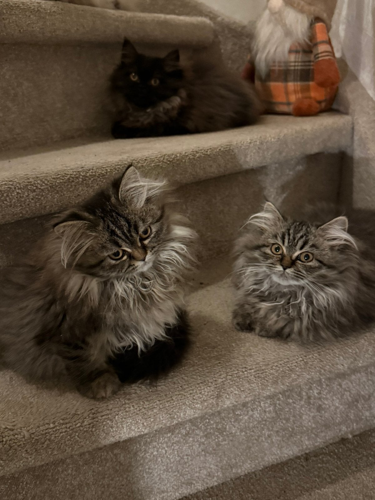Lieve Perziche kittens, Dieren en Toebehoren, Poes, Langharig