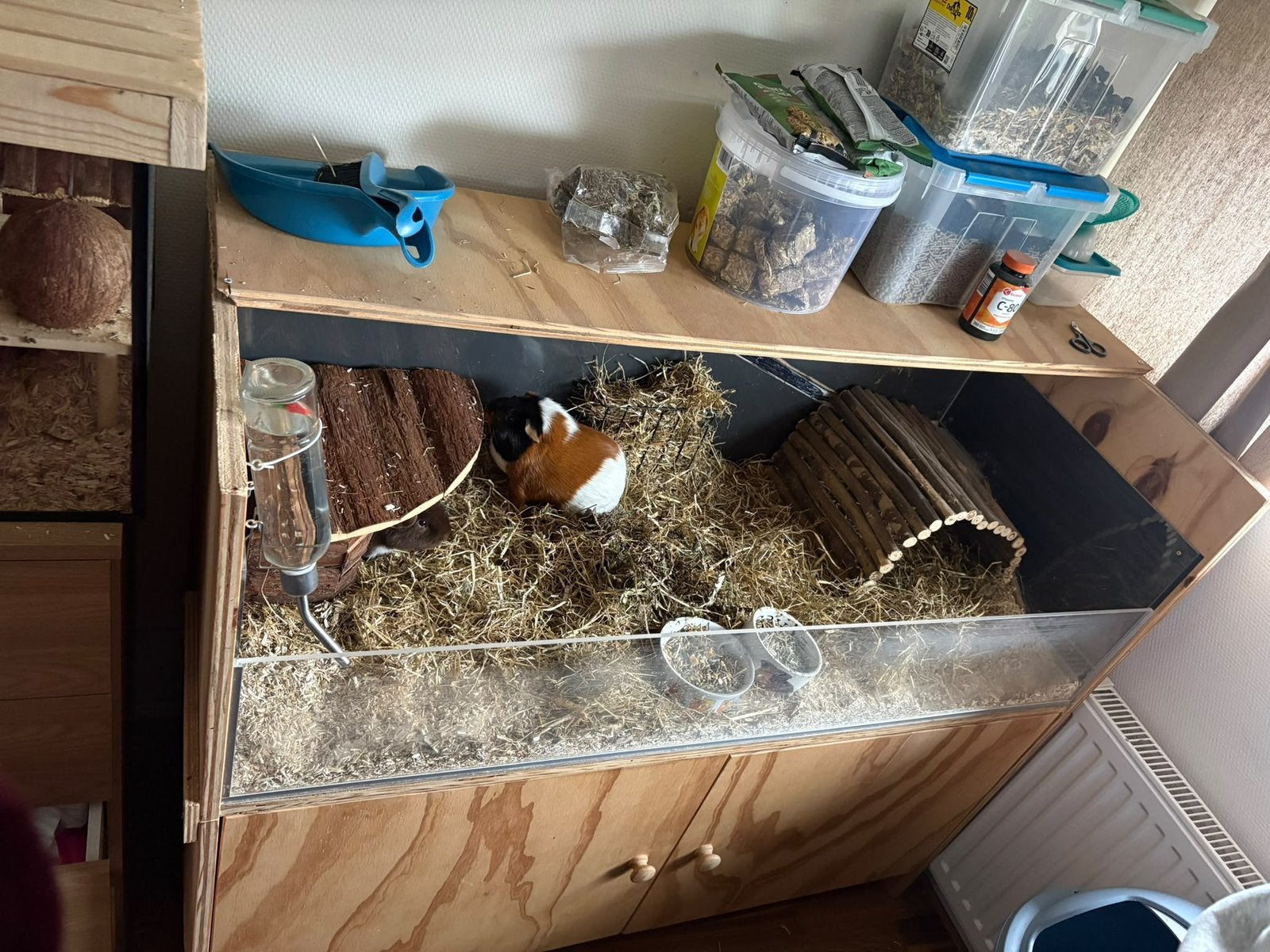 Cavia beertjes, Ophalen, Gebruikt, 90 cm of meer, Hok