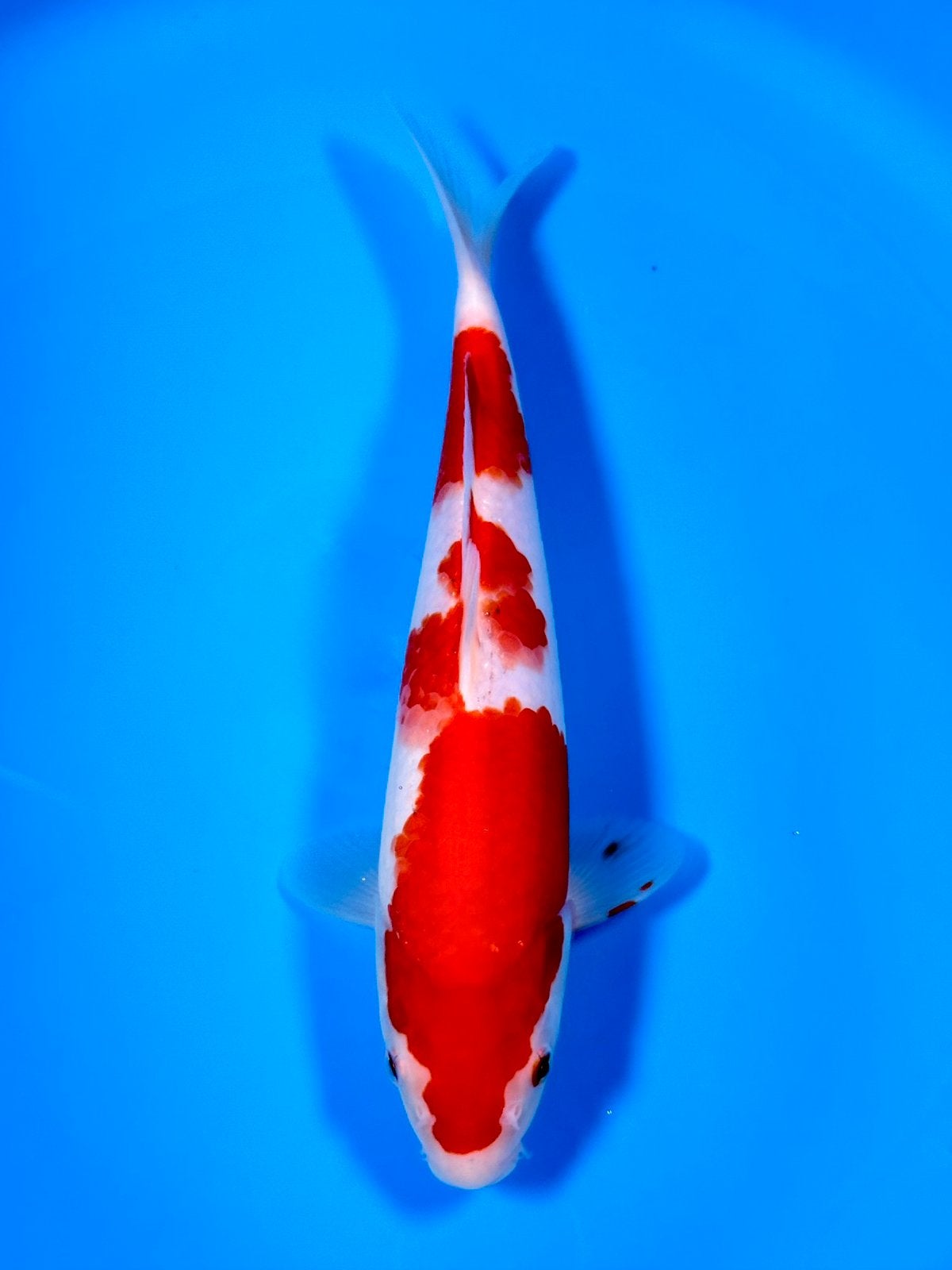 HQ Goshiki | Conias Tateshita Tosai | 25-30 cm, Karper of Koi