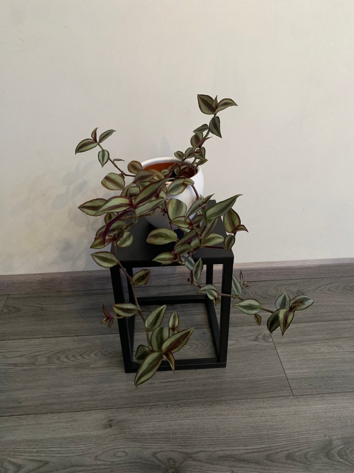 Hangplant, Huis en Inrichting, Kamerplanten, Ophalen, Halfschaduw, Minder dan 100 cm